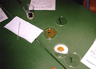 Strkenachweis 
in Erbsen, Salz und Mehlwasser