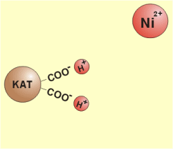 Austausch von 
Protonen gegen Nickel-Ionen