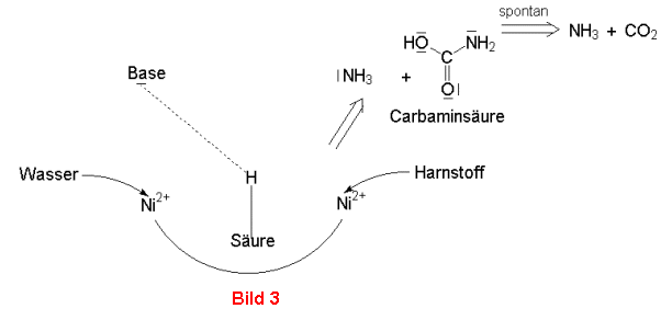 Harnstoff (Kohlensäurediamid)